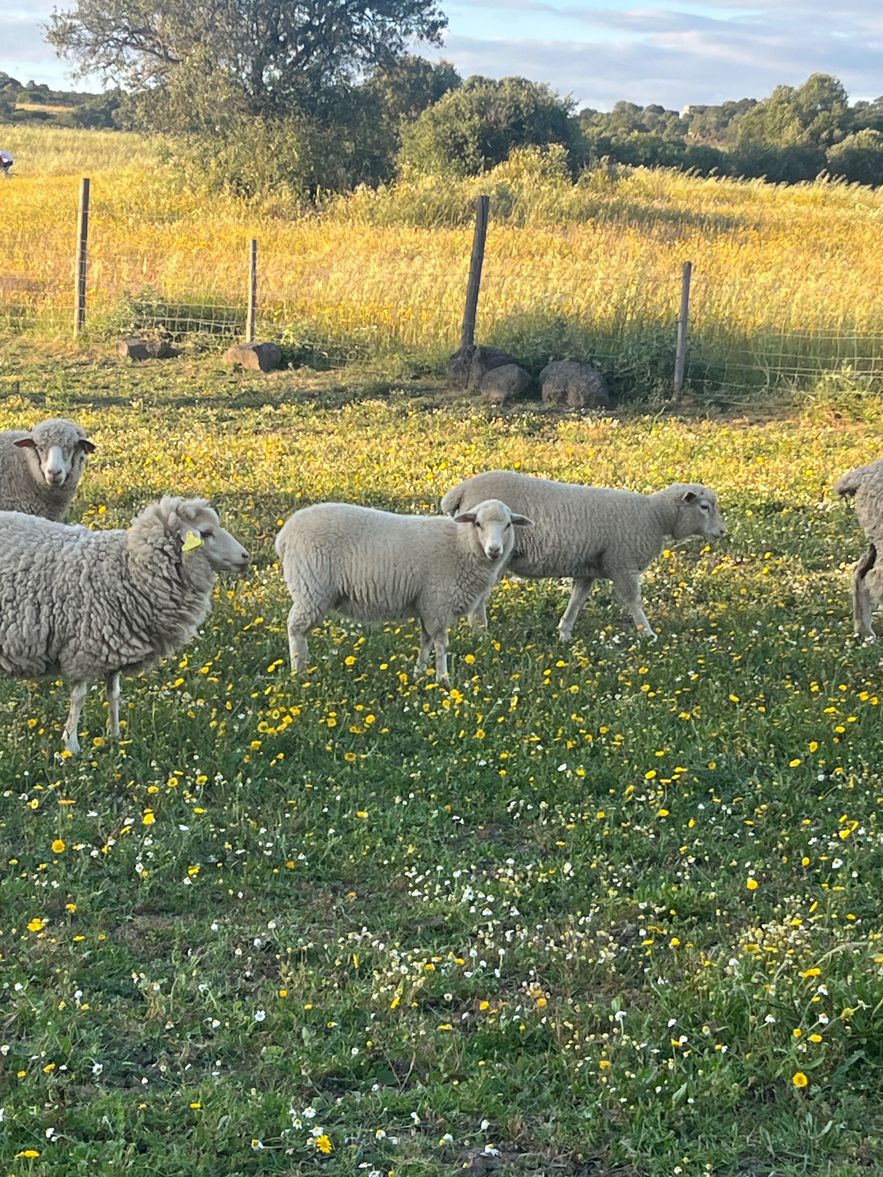 Borregos cruzados de merino