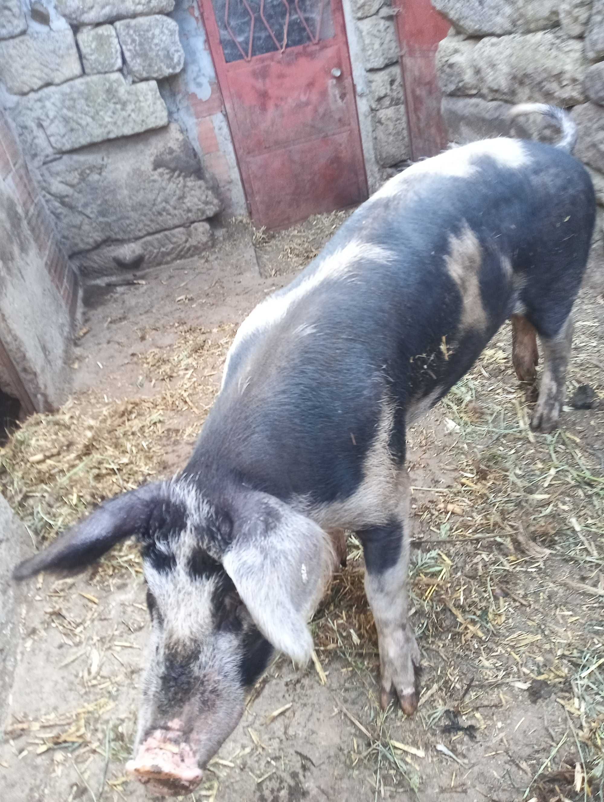 Porco inteiro com 1 ano para venda