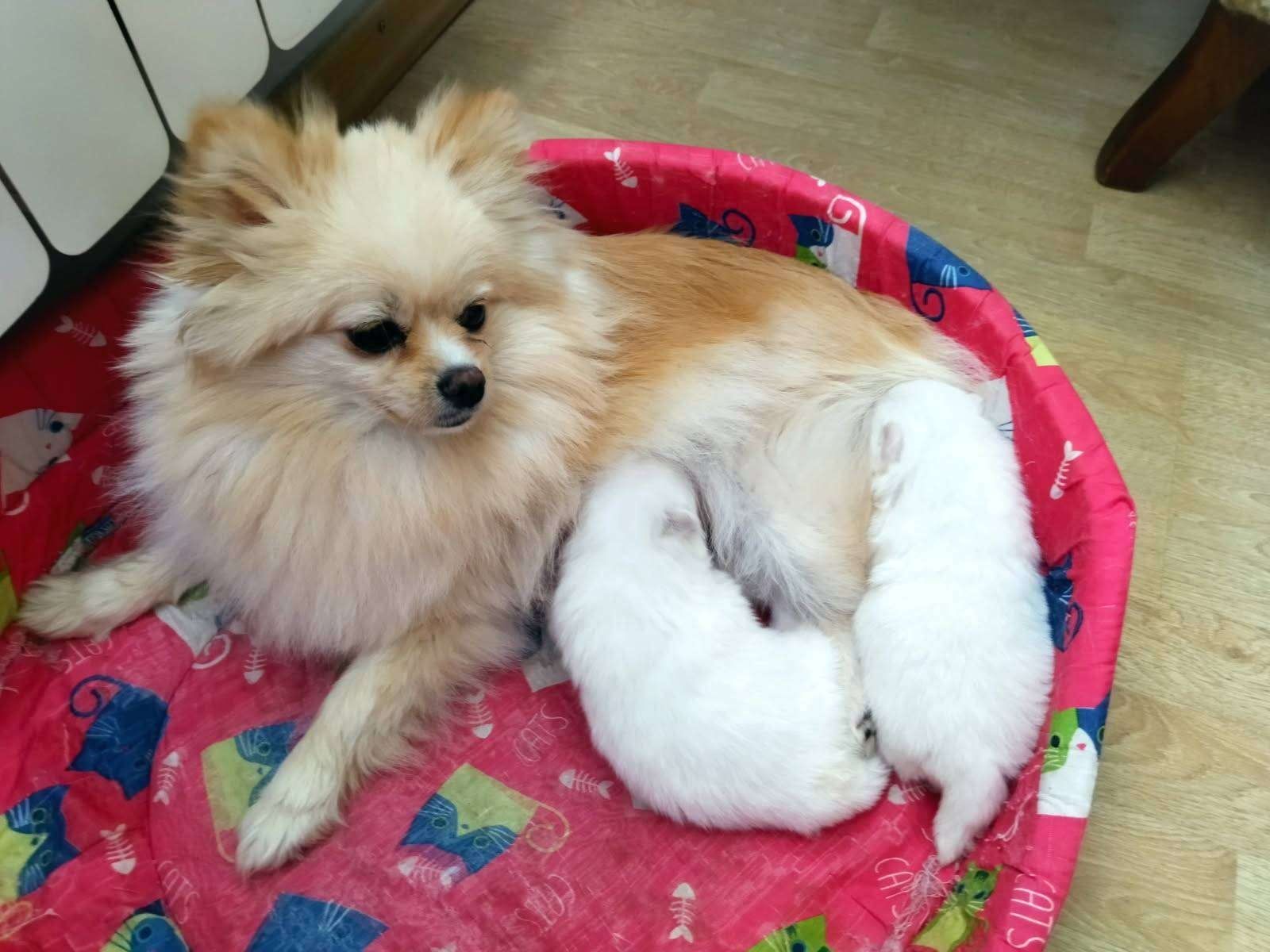 Szpic Miniaturowy Pomeranian