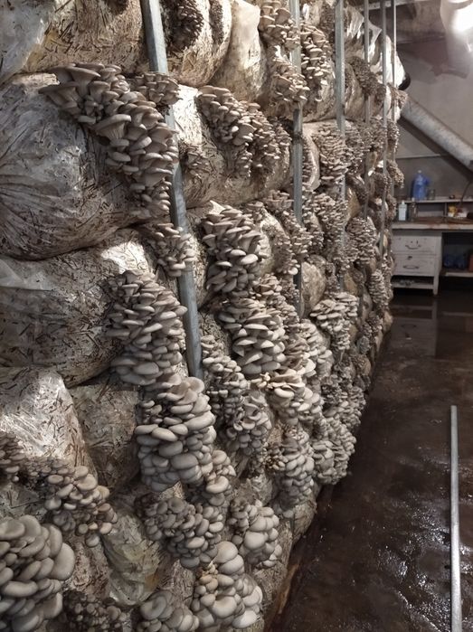 Продам грибные блоки вешенки