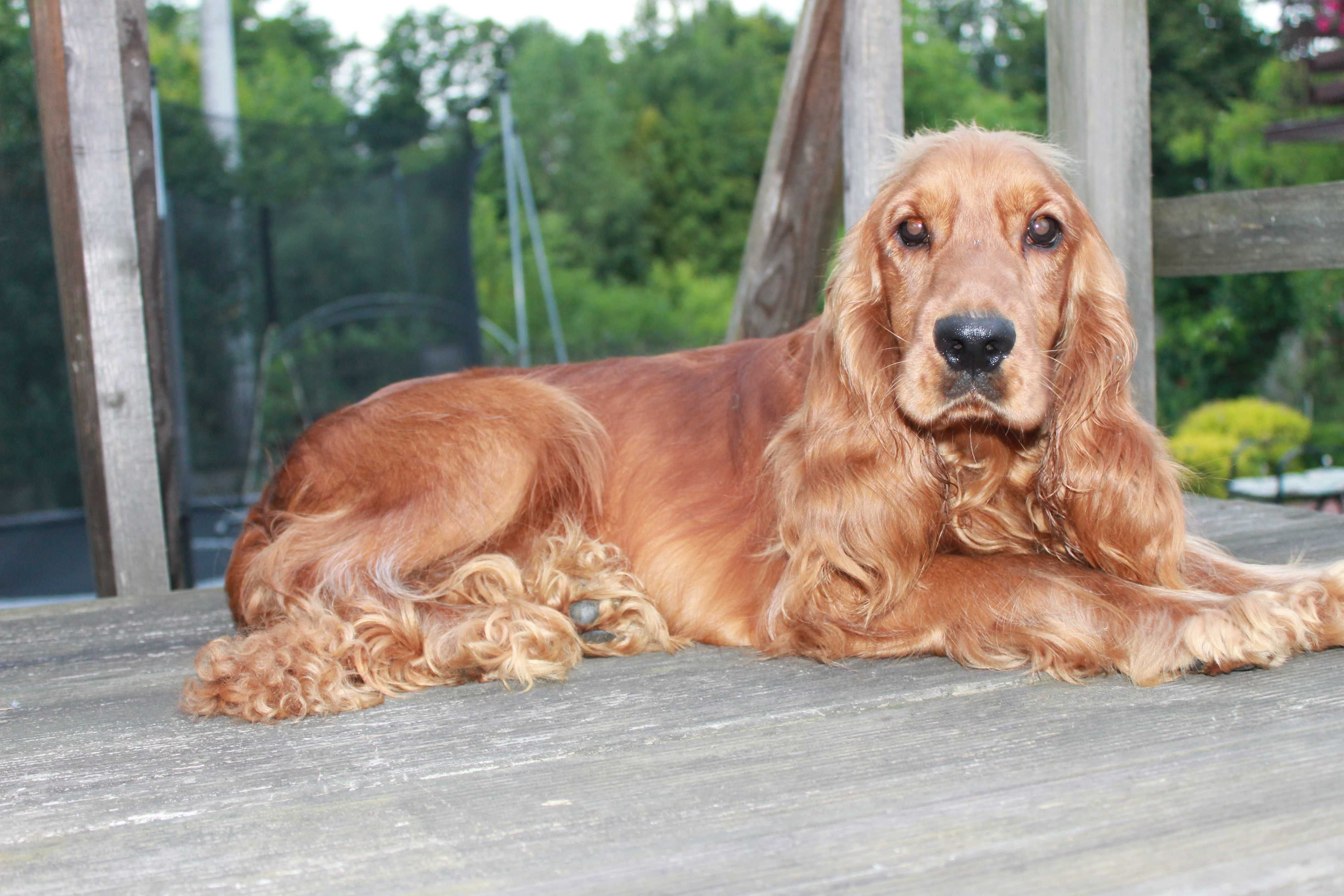 cocker spaniel piesek