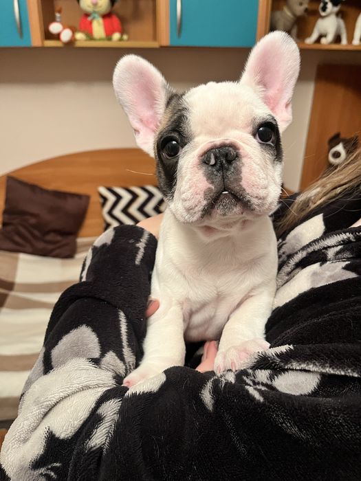 Цуценята французького бульдога!!!