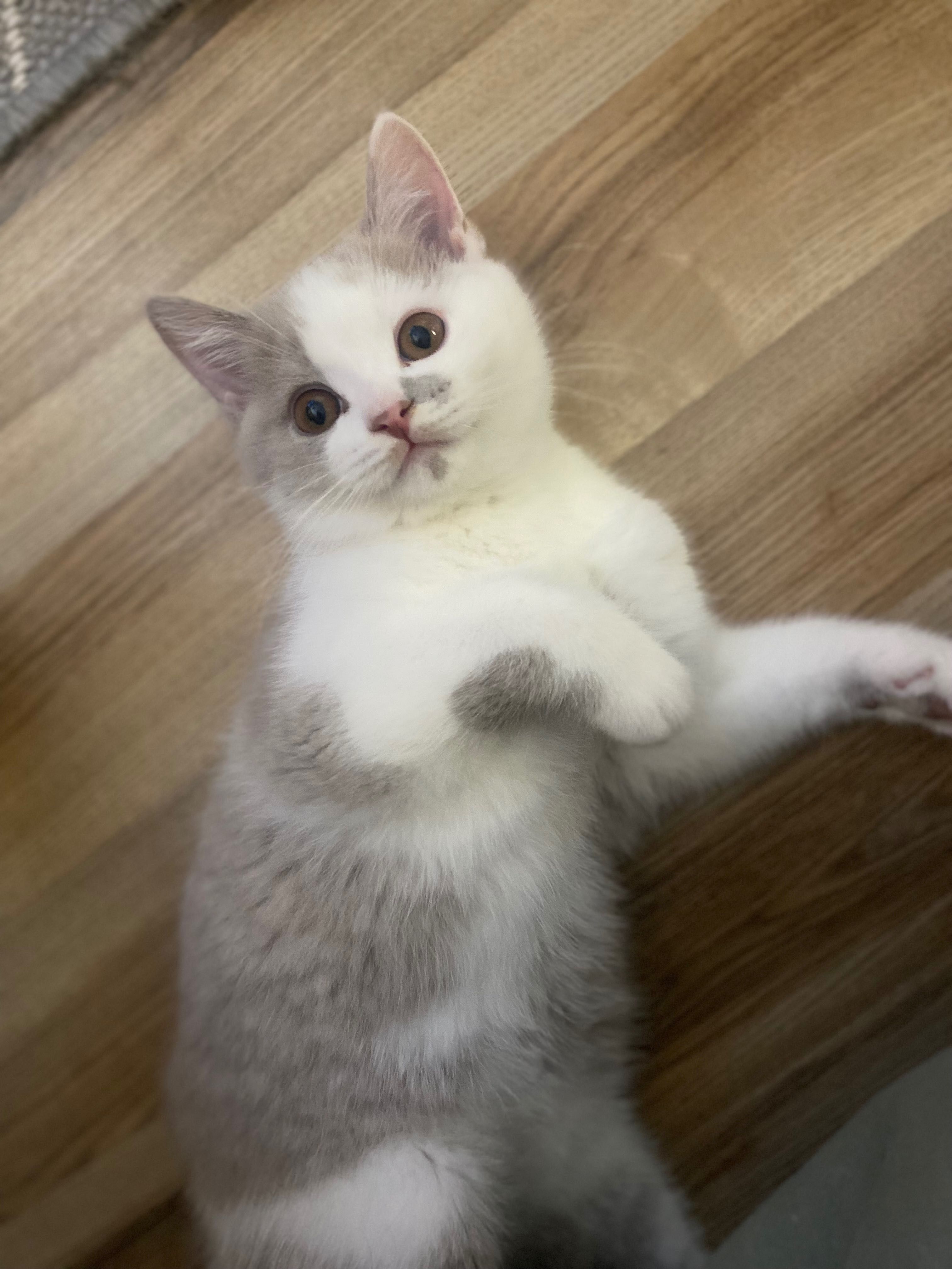 kot brytyjski lilowy Bicolor rodowód FPL