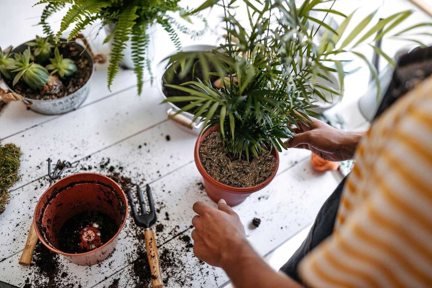 Ziemia Podłoże BIGOS do Kalatea, Monstera, Dracena, Filodendron 10L