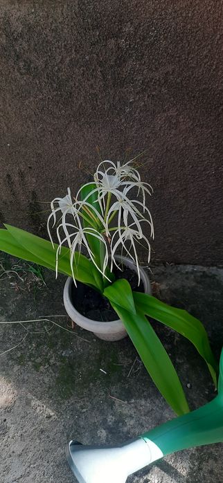 Лилия комнатная                           лилия