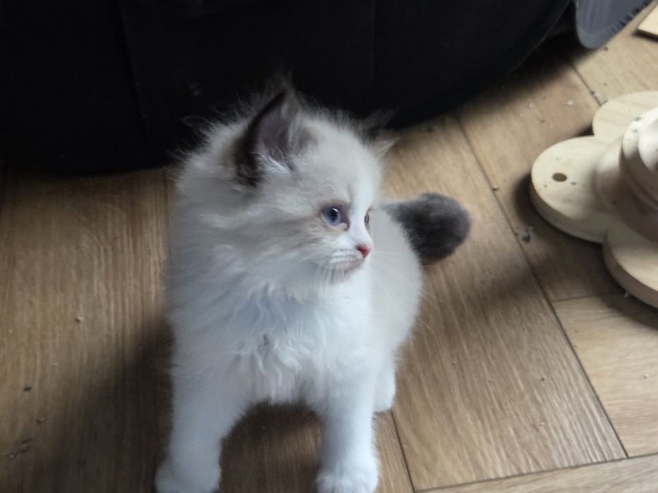 Kotka RAGDOLL z rodowodem FPL