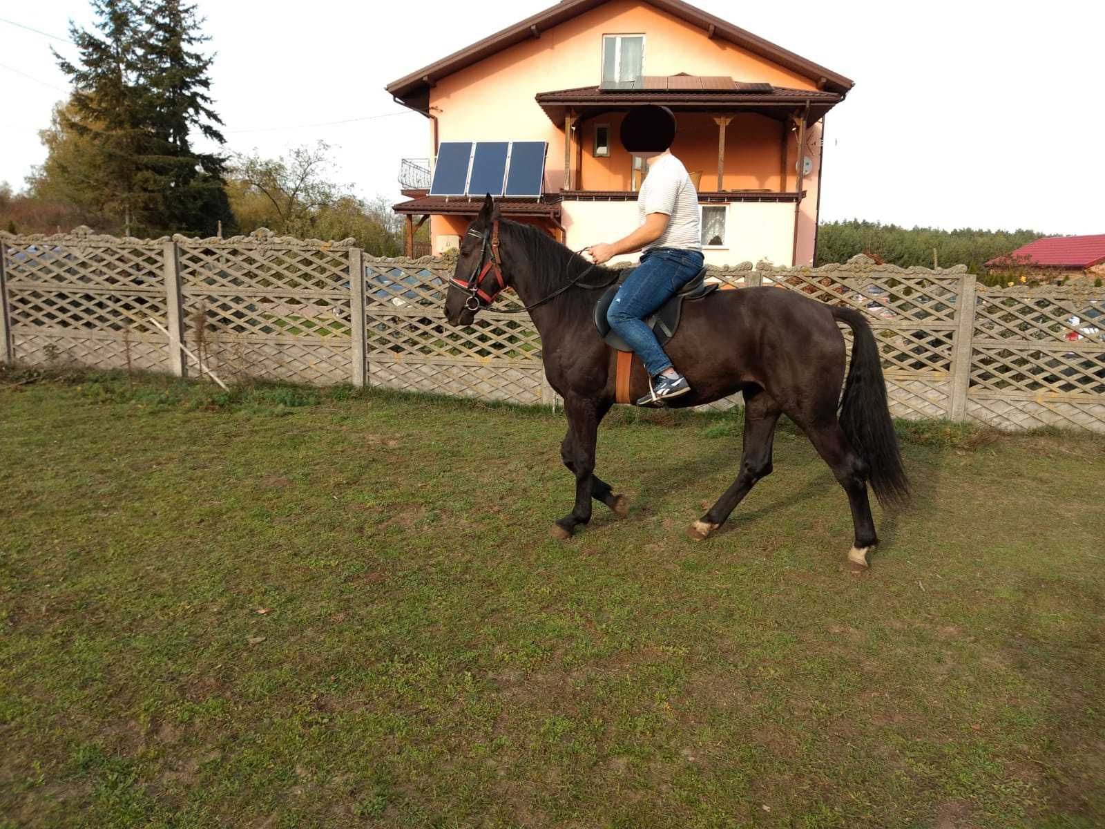 Klacze Ślaskie Klacz Ślaska koń Śląski