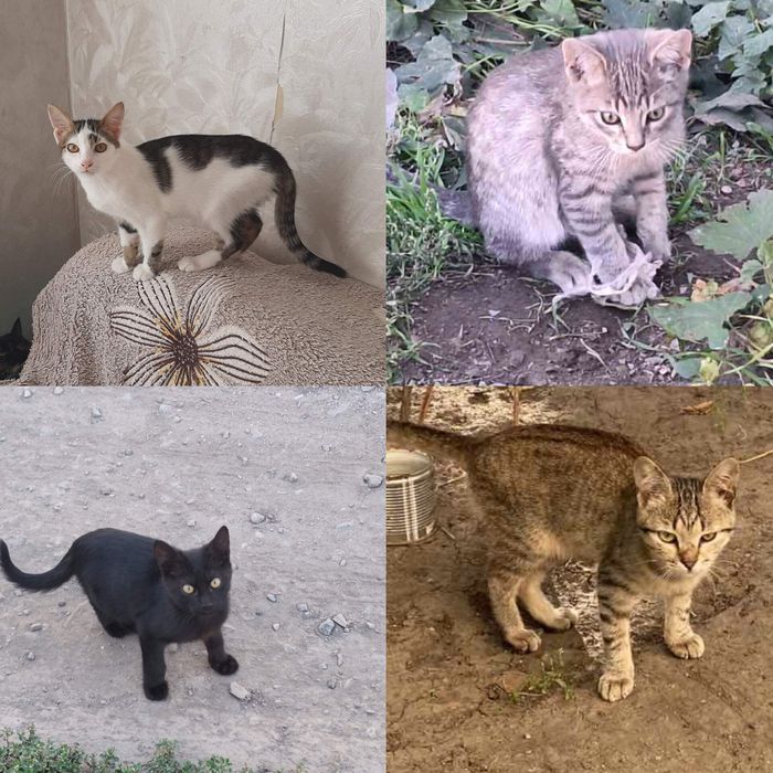 Много разных котят. Котята бесплатно. Котенок даром. Кот. Кошка.