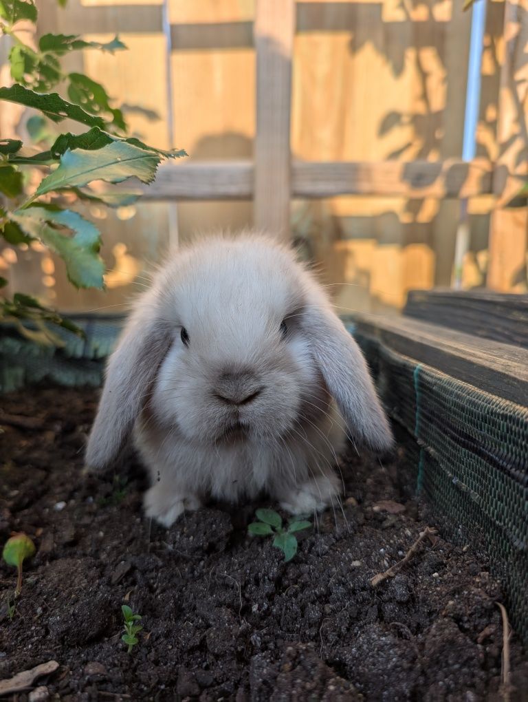 Mini lop, baranek miniaturka, metryka