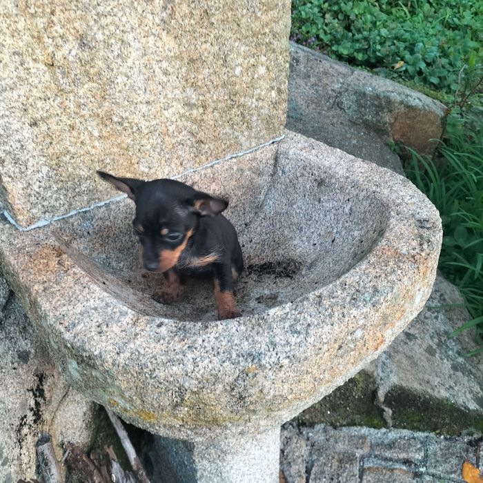 Pincher fêmea belíssima