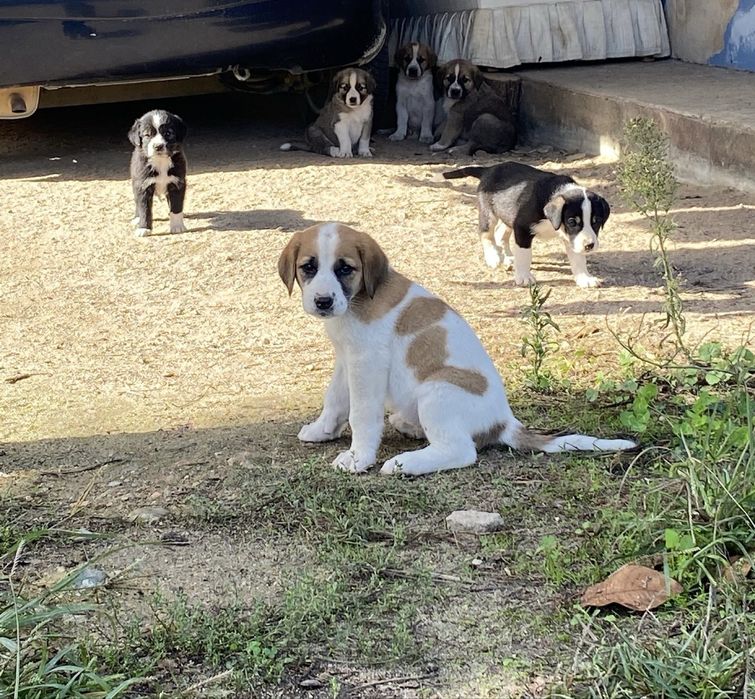 Cachorros para adoção