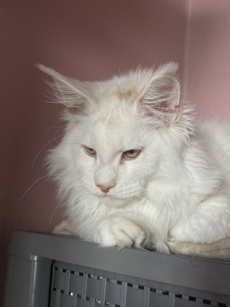 Kocurek maine coon