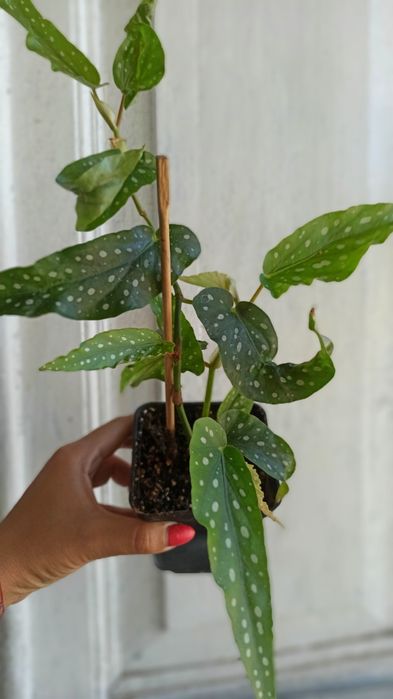 Бегонія червонолиста /Бегонія Фіста ( fiastii) та кейн Макулата