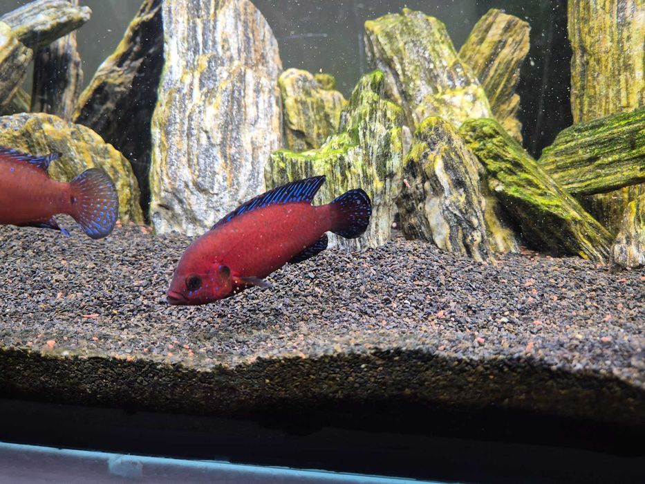 Hemichromis exsul