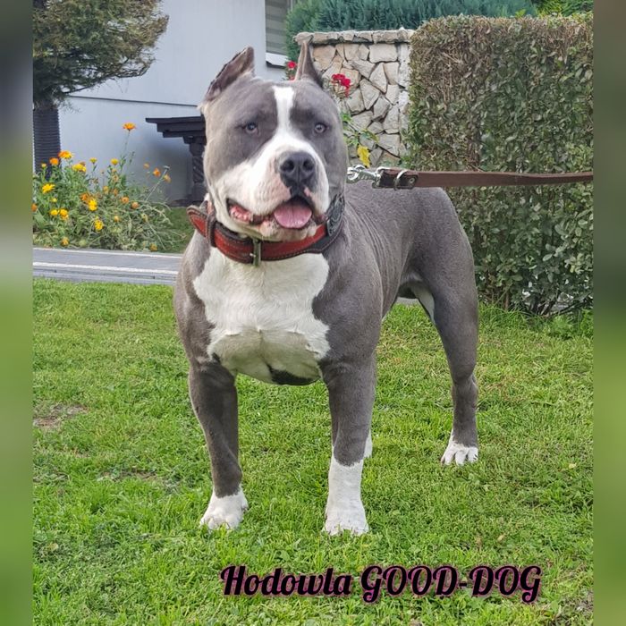 Amstaff Reproduktor Krycie