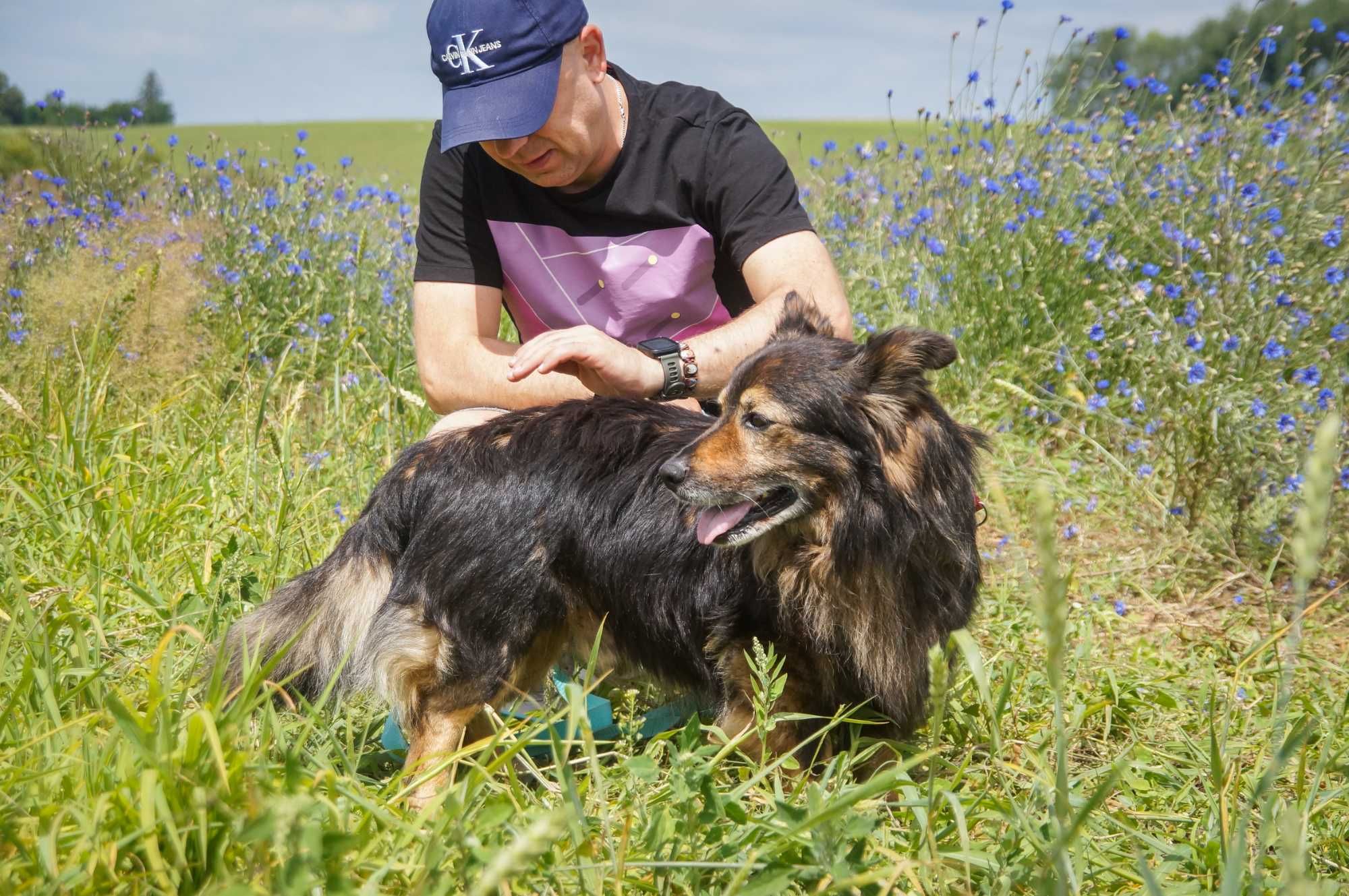 Misiu - kochany seniorek do adopcji.