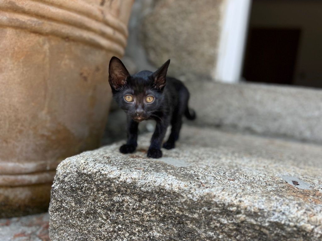Gatinhos para Adoção Responsável