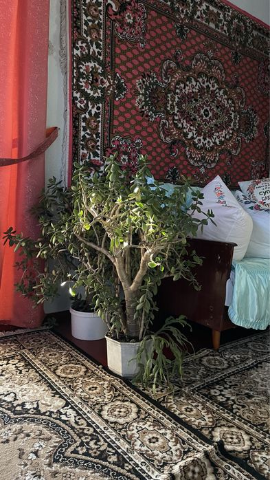 велике грошове дерево, товстолист, товстянка або красула