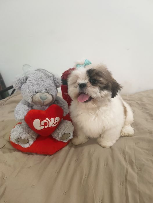 *Cudny*GIZMO*Shihtzu z Brit Life*PL Rodowód Chip