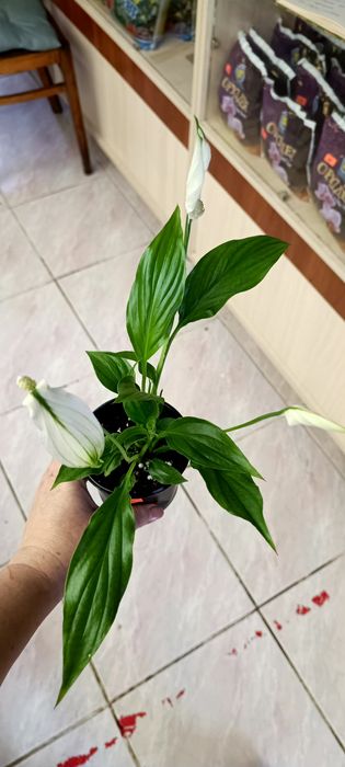 Спатифілум (жіноче щастя)