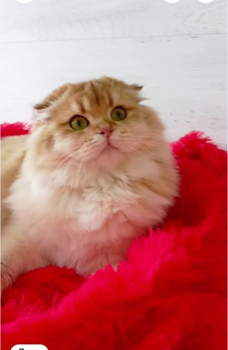 Шикарная вислоухая девочка золотая шиншилла Хайленд