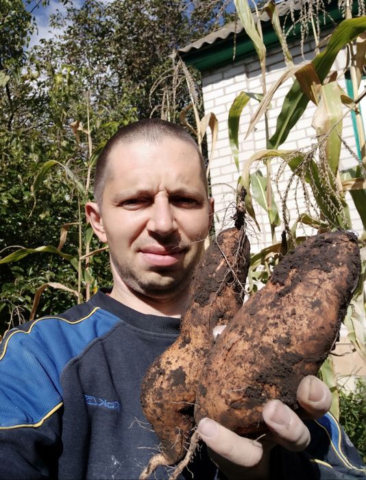"Продам  клубни батата !  батат Киев"