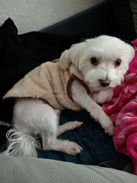 Мальтійська болонка хлоп