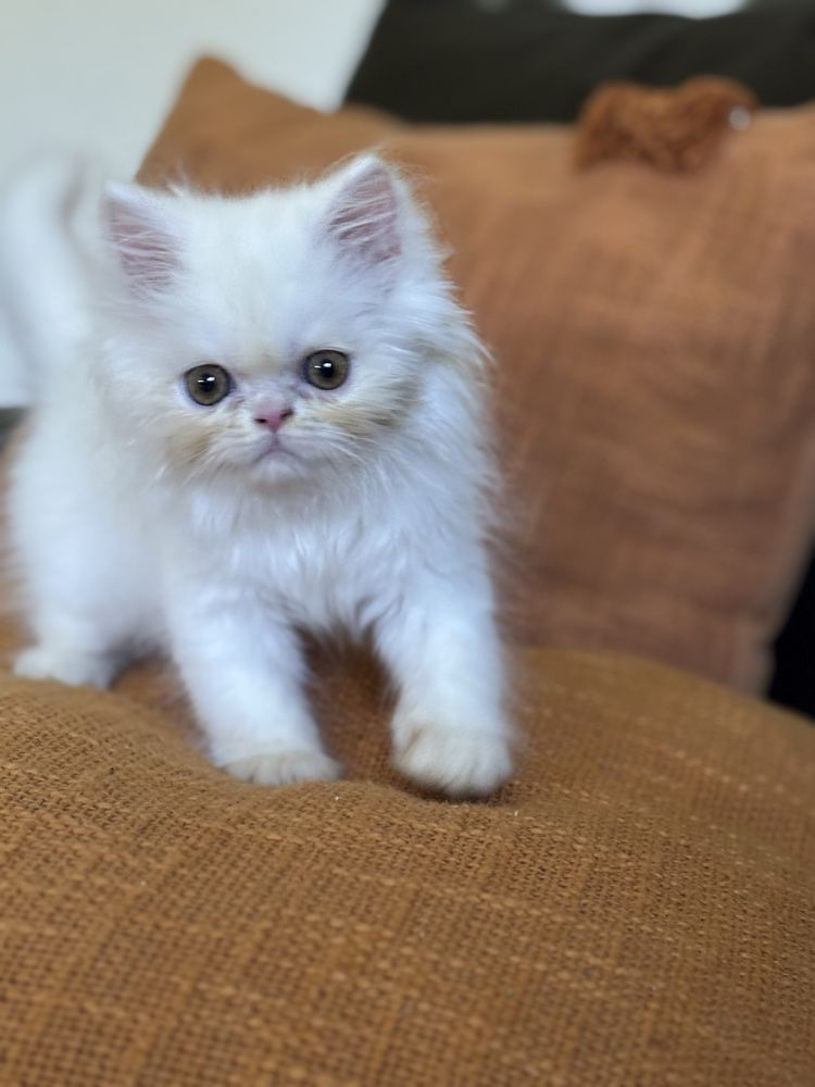 Gatinha persa linda