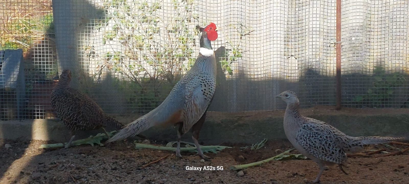 Ovos faisão galados