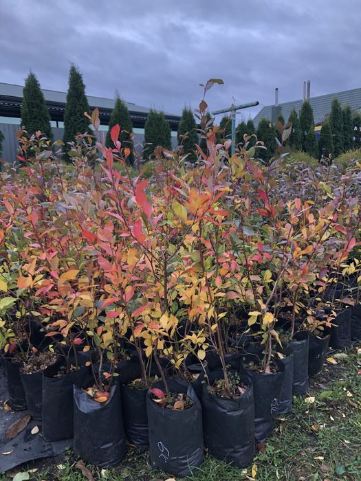 Лохина різних сортів