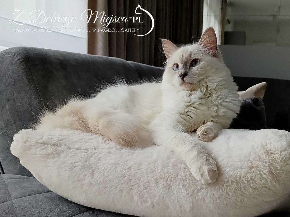 REZERWACJA/FPL/HEXA – liliowa kotka Ragdoll z prawdziwej hodowli