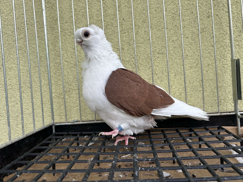 Gołębie ozdobne. Mewka polska samiec 2024t.