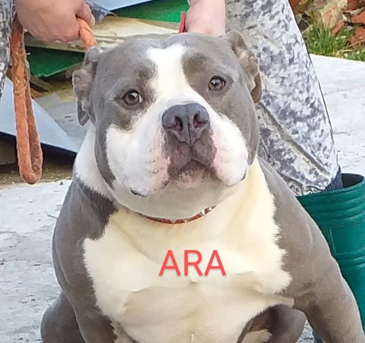 American bully pocket suczka