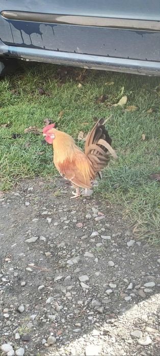 Kogótki i liliputki