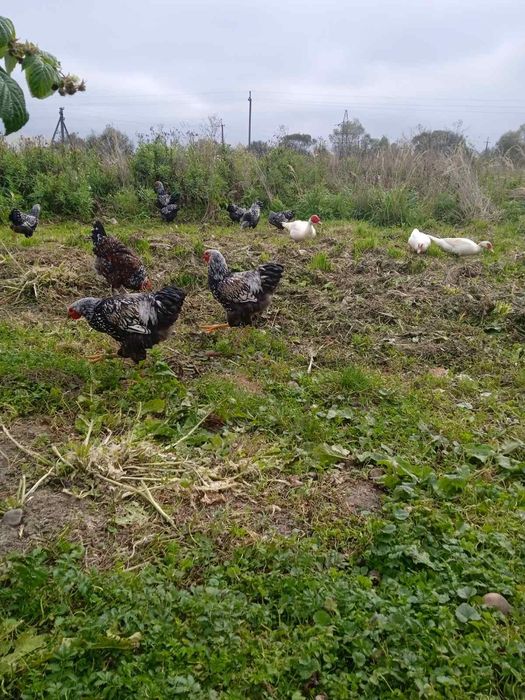 Півні Віандот срібло