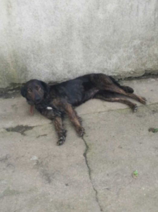 Cadelas porte médio raça indefinida