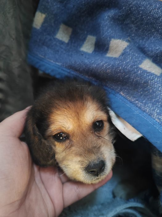 Віддам Дівчинку в добрі руки