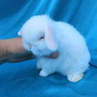 Карликовый кролик, самой маленькой породы