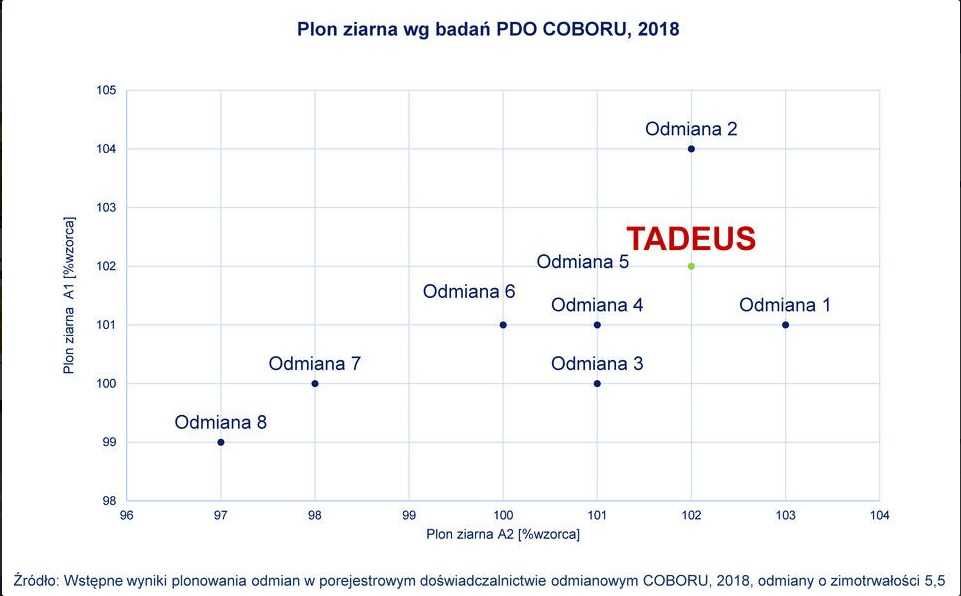 Pszenżyto Ozime TADEUS - Grube Ziarno Wysoki Plon - Nasiona Pszenżyta