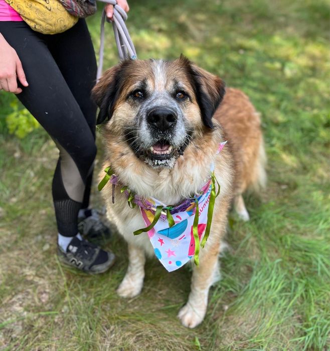 Berry w typie bernardyna szuka domu, adoptuj ze schroniska.