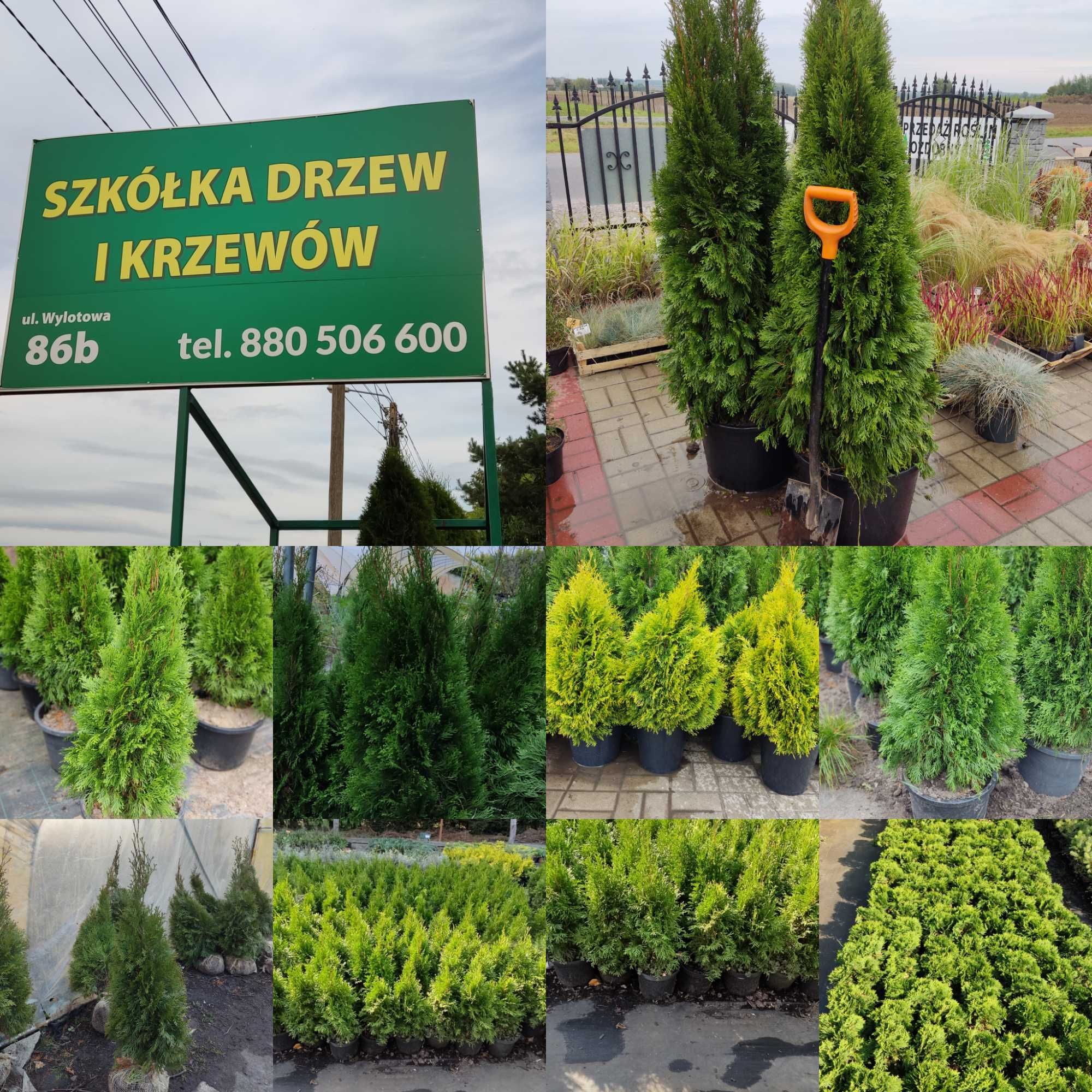 Tuja, tuje szmaragd (Gorzów Wielkopolski, thuja, thuje)