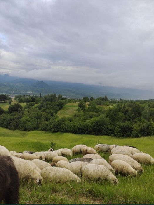 Овеча натуральна бринза