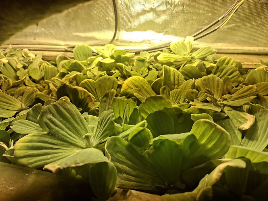 Roślina akwariowa nawodna Pistia