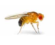 Mosca da fruta - Drosophila hydei, funebris , melanogaster. não voam