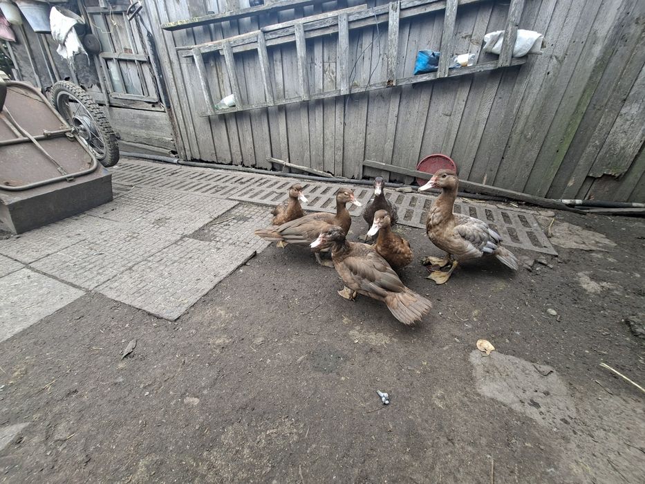 Мускусні качки, каченята.