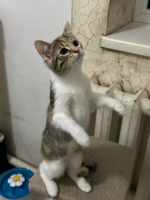 Кошеня Дейзі шукає люблячий дім