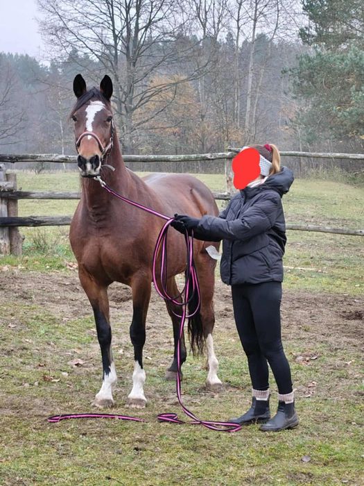 Klacz sp gniadej maści