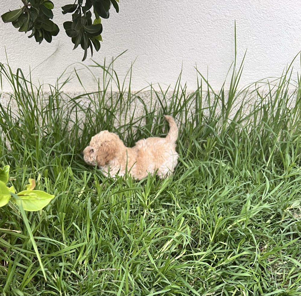Caniche toy femea