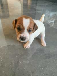 Jack Russell Terrier