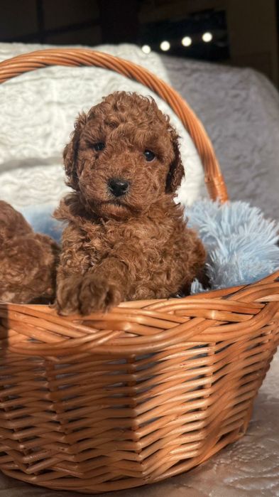 Piesek pudel toy Zkwp